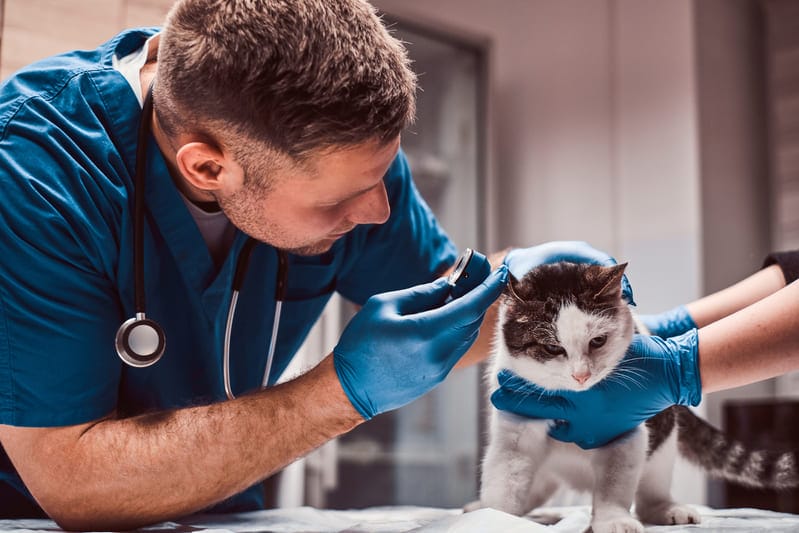 cuidados veterinarios mascotas