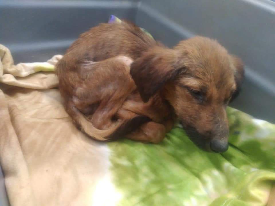 Rescate de animales abandonados: perro rescatado por Santuario Amor en Acción en Chile