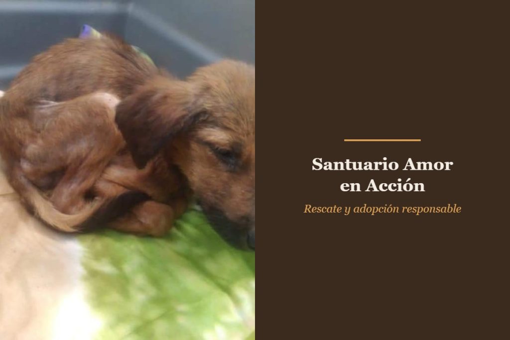 Rescate de animales abandonados: perro rescatado por Santuario Amor en Acción en Chile