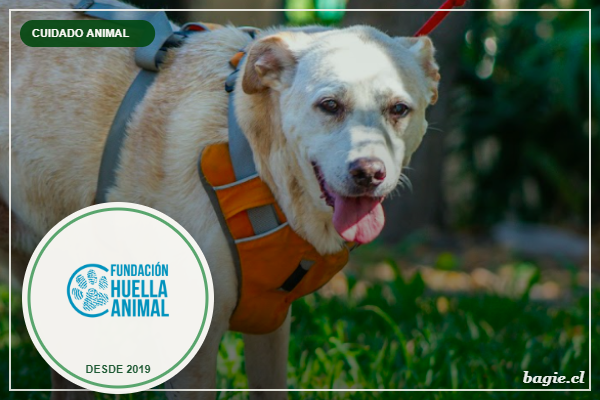 Fundación Huella Animal, logo sobre foto real de un perro rescatado