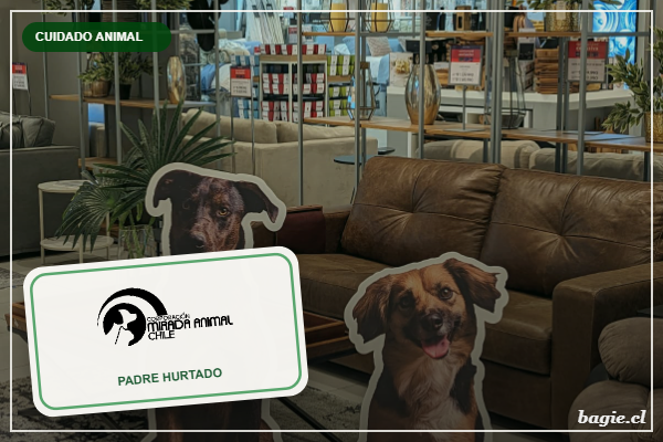Mirada Animal Chile, logo sobre foto real de un perro del refugio