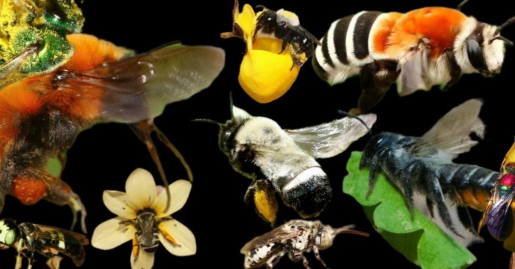Collage de abejas nativas de Chile documentadas por Fundación Abejas de Chile, incluido el abejorro chileno