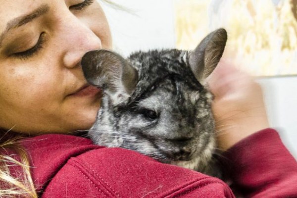 Chinchilla rescatada por Animal Libre de un criadero de pieles en Chile
