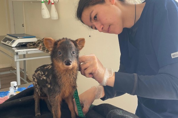 Voluntaria de Chiloé Silvestre atendiendo a un pudú