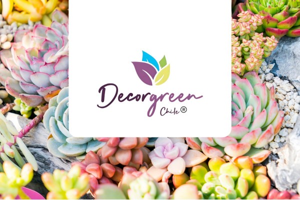 Logo de DecorGreen Chile sobre suculentas de colores, regalos corporativos que se plantan