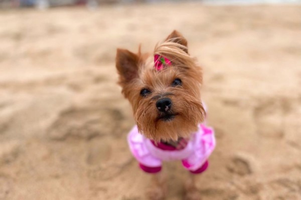 Perro pequeño con ropa de Estilo Pets en la playa