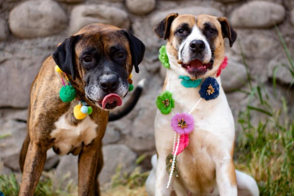 Perros rescatados por la Fundación Ayuda Callejeros