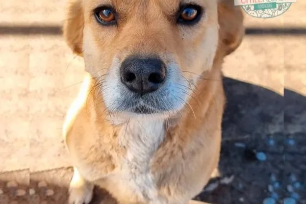 Perro mestizo rescatado por la Fundación Chile Mestizo