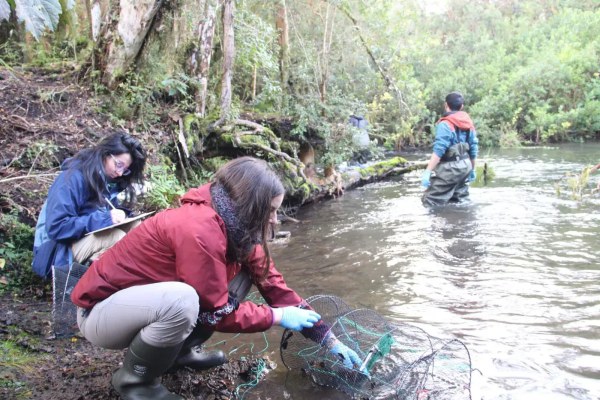 Equipo de la Fundación Legado Chile trabaja en la restauración de un humedal en Los Lagos