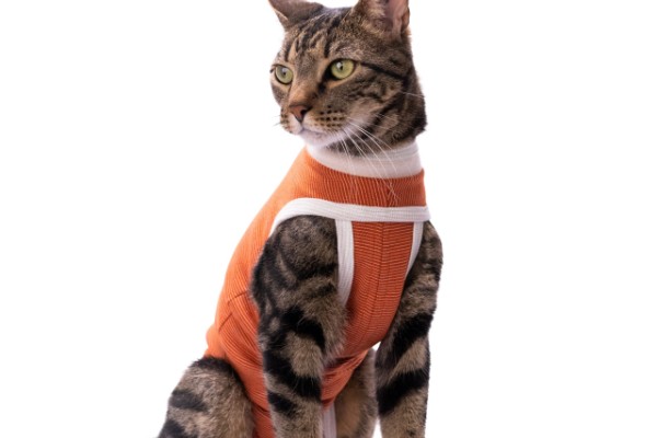 Gato con body postoperatorio BodyCobre de Kimba
