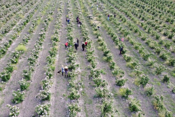 Plantación de rosa damascena de Native Rose en Valdivia de Paine