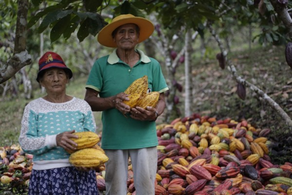 Productores de cacao con mazorcas, origen del chocolate Óbolo