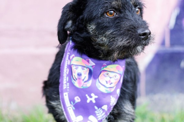 Perro rescatado por Fundación Patitas Visibles con pañuelo