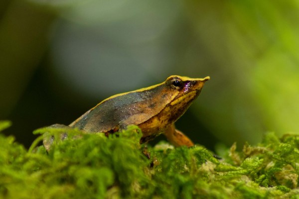 Ranita de Darwin entre el musgo del bosque nativo del sur de Chile