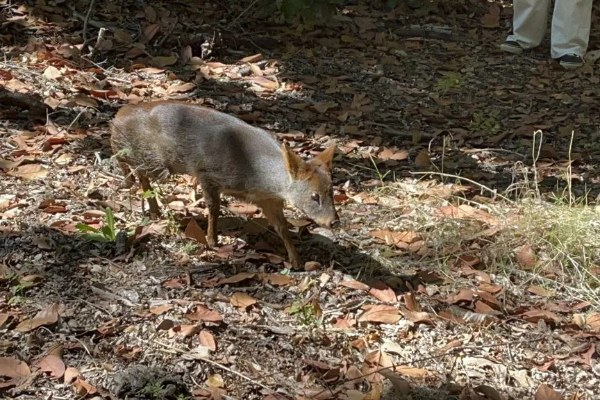 Pudú liberado tras su rehabilitación en el Centro de Fauna Silvestre ANDES-UdeC