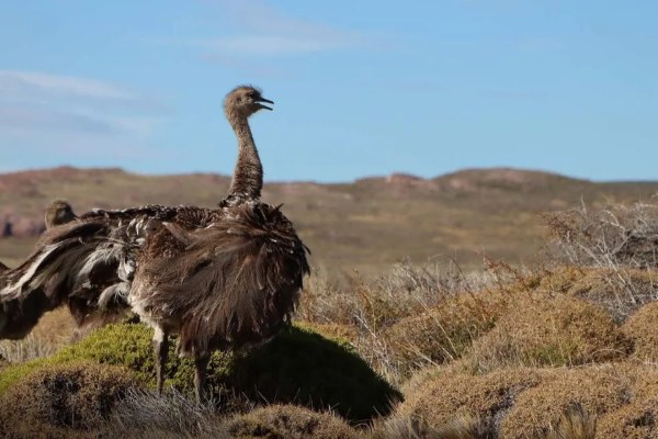 Ñandú liberado por Rewilding Chile en el Parque Nacional Patagonia
