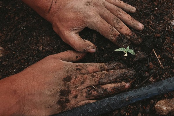 Manos plantando un plántula de árbol en la tierra, campaña de un árbol por cada compra