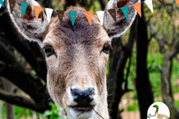 Animal rescatado en el Santuario Clafira de Limache