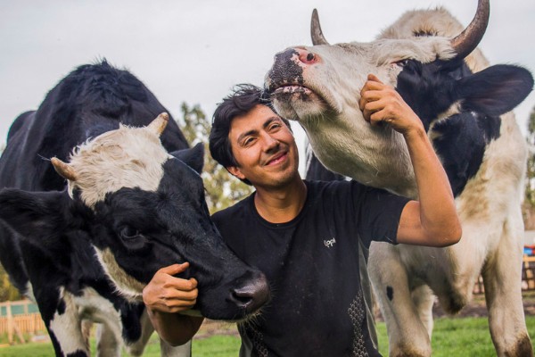 Vacas rescatadas junto a su cuidador en Santuario Igualdad