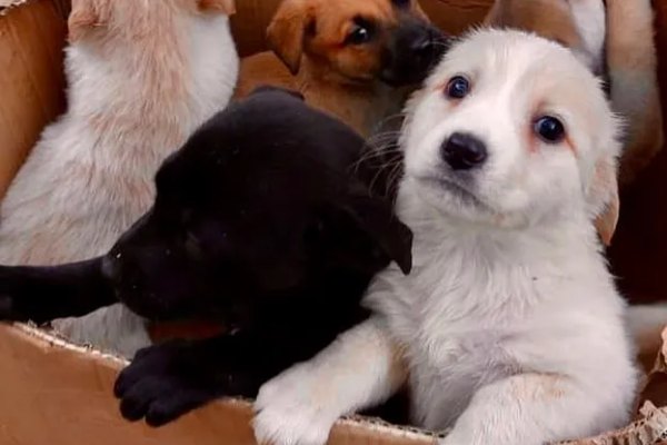 Cachorros rescatados por la Unión de Amigos de los Animales